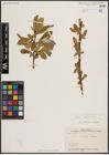 Foto von Salix excelsa S. G. Gmel.